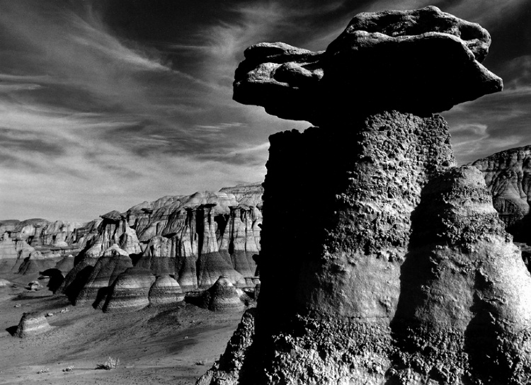 B&W Fine Art Landscape Photography - Trees